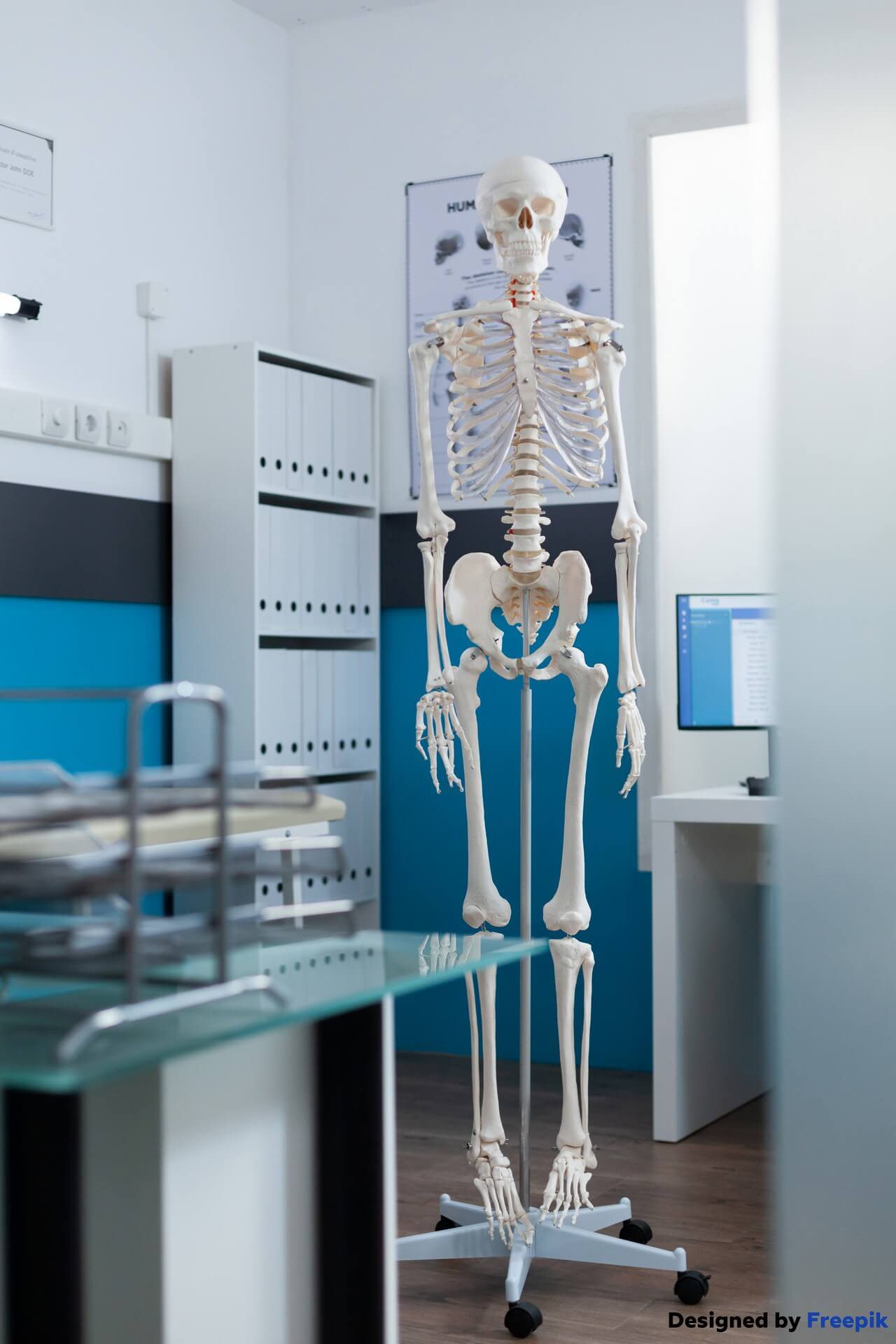 empty doctors office with nobody it equipped with human anatomical skeleton ready osteopathy examination medical workplace equipped with modern professional tools body backbone structure